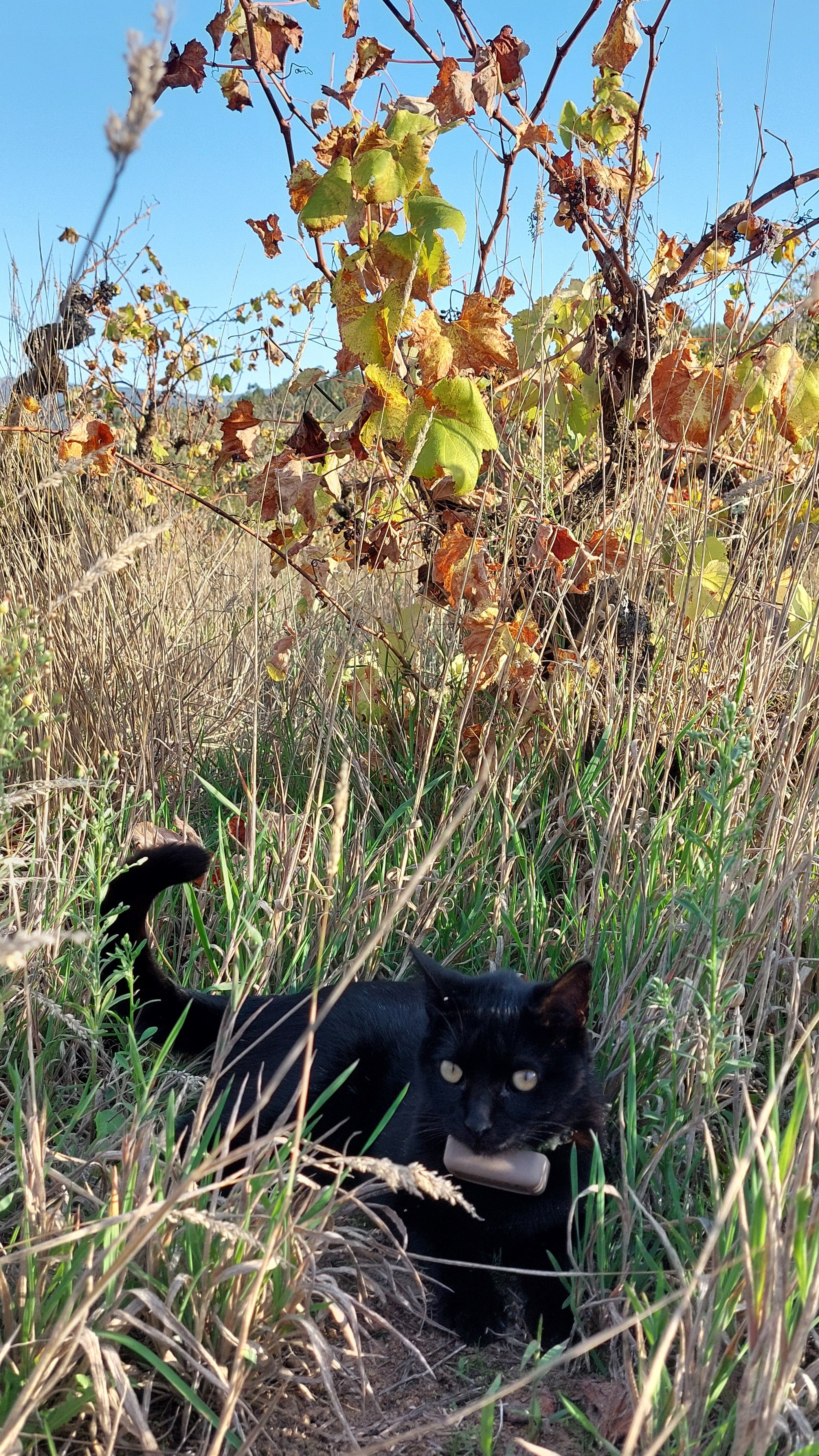 Black cat resting in the grass among vineyard vines during autumn at Casa Navarro Cordeiro