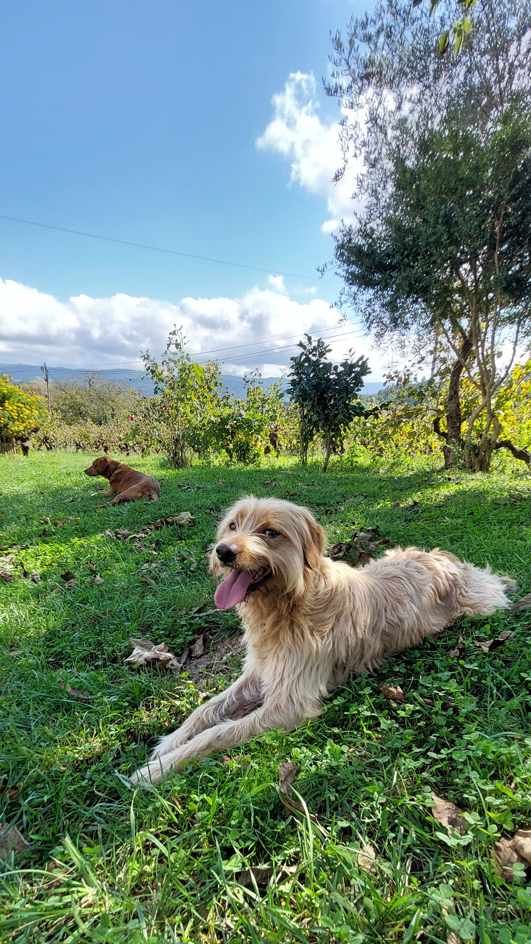 Dogs resting in the Casa Navarro Cordeiro vineyard in Terras de Sicó, Portugal