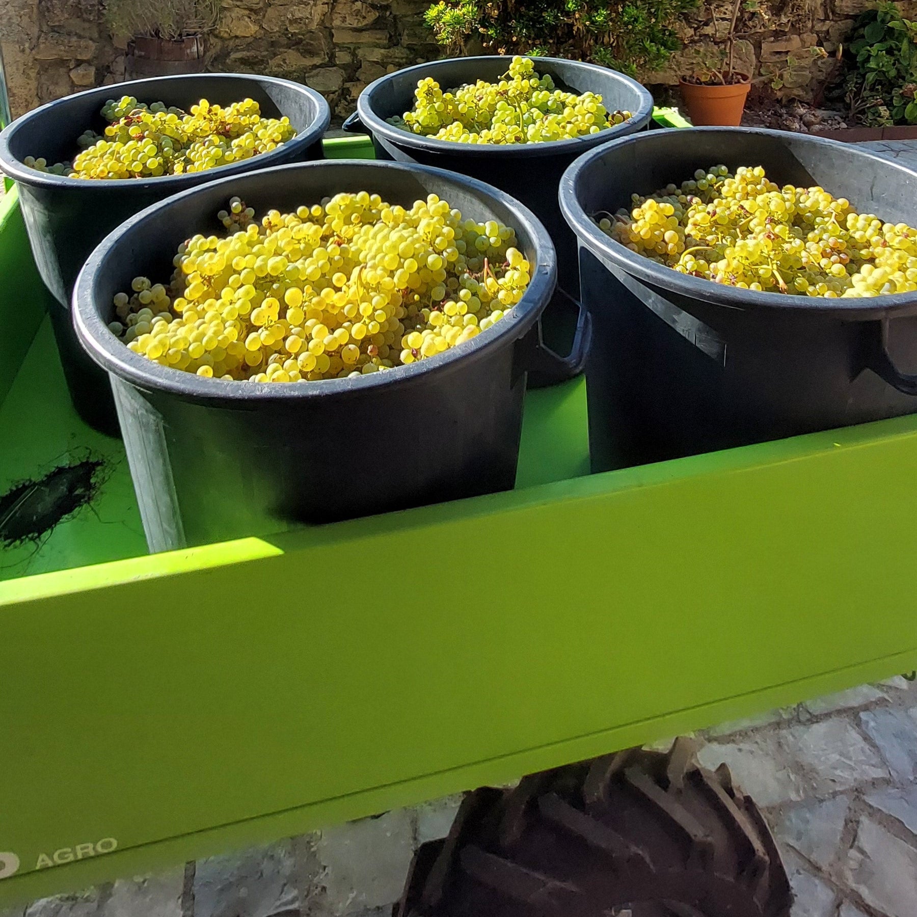 Freshly harvested white grapes ready for winemaking at Casa Navarro Cordeiro winery