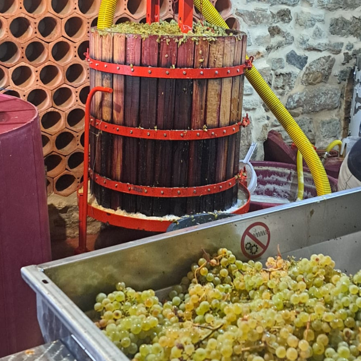 White grapes and traditional grape press during winemaking at Casa Navarro Cordeiro winery