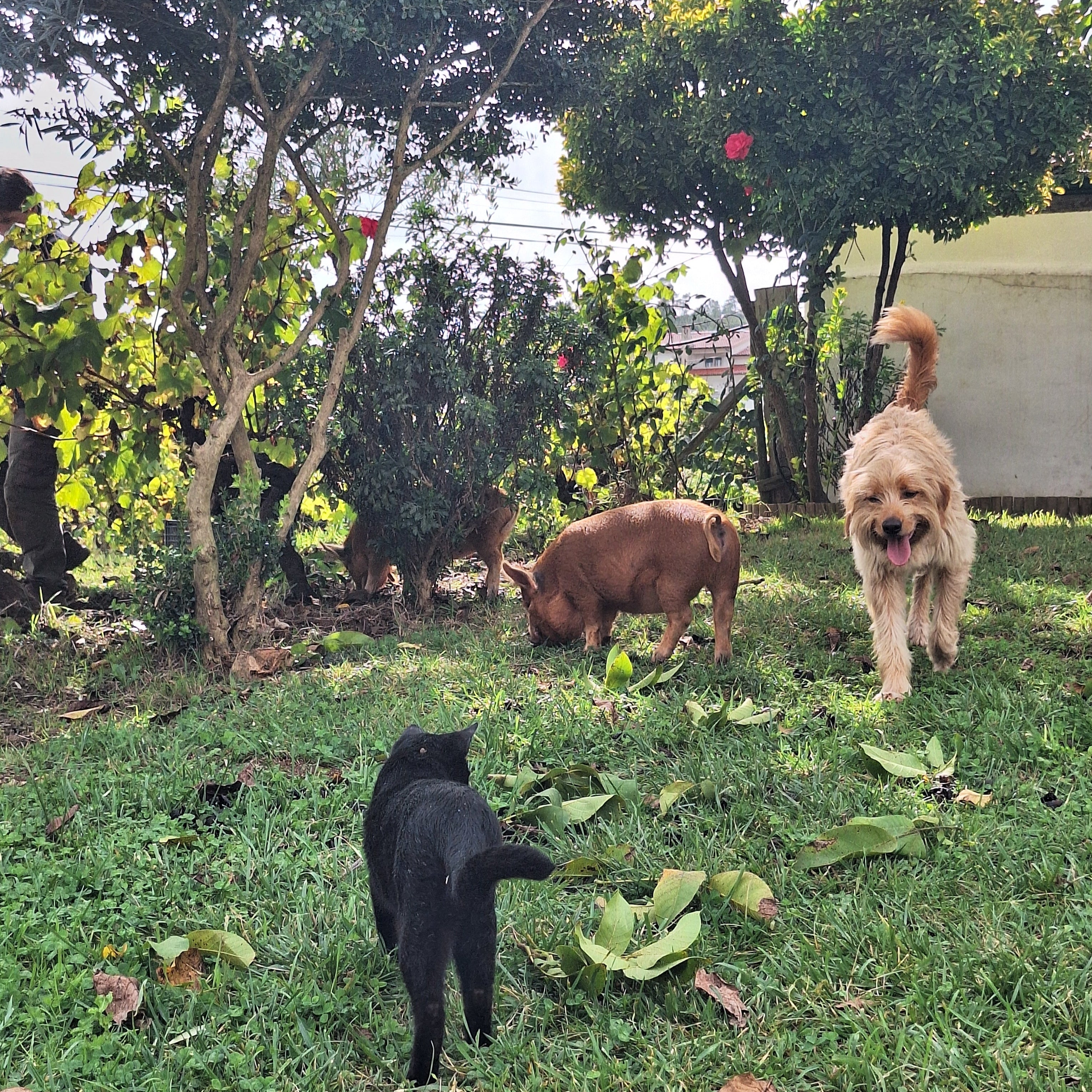 Dog, pig and black cat walking through the garden at Casa Navarro Cordeiro farm