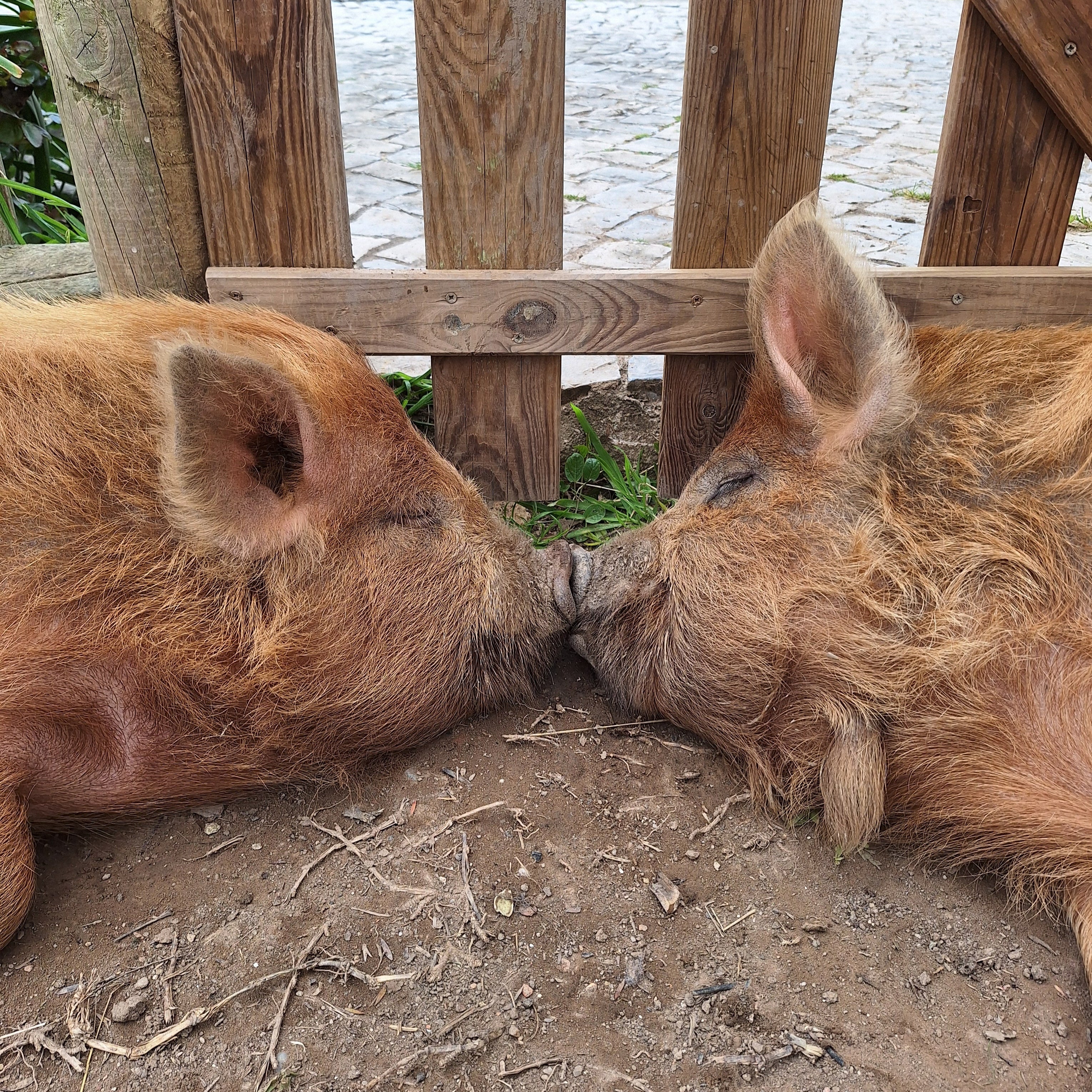 Two pigs resting nose to nose beside a wooden fence at Casa Navarro Cordeiro farm