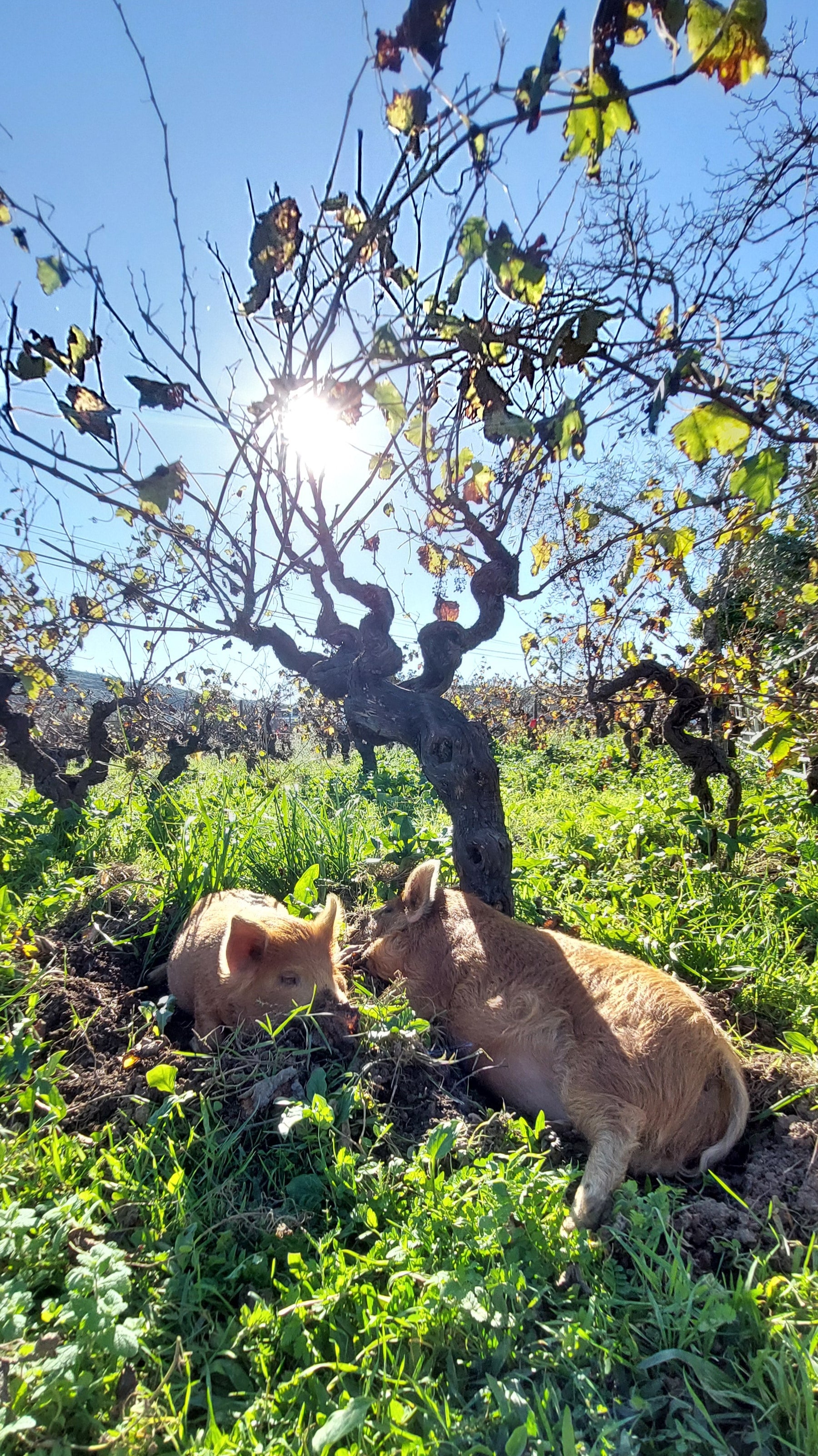 Two pigs resting beneath vineyard vines in the sunlight at Casa Navarro Cordeiro