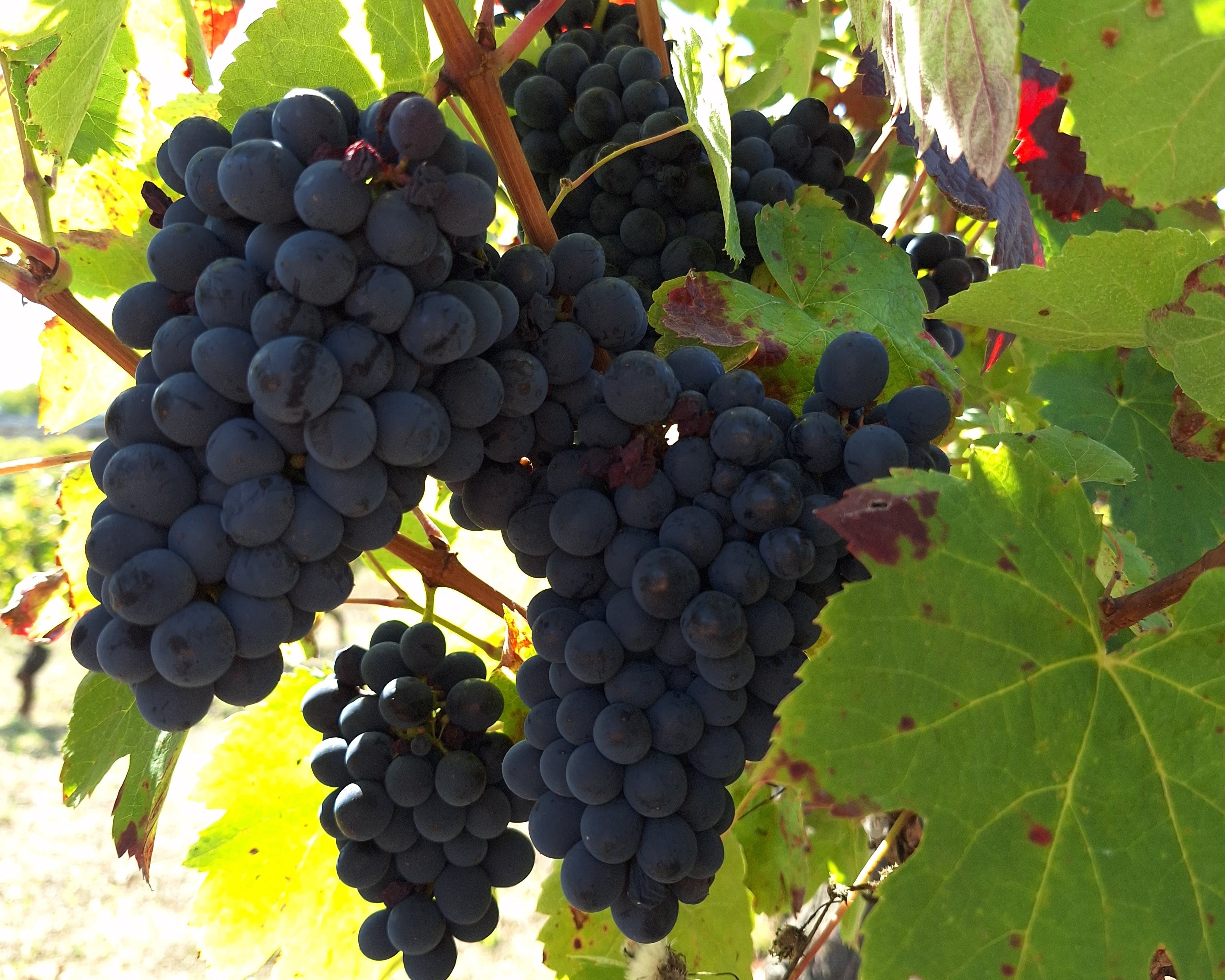 Clusters of ripe dark wine grapes hanging on the vine at Casa Navarro Cordeiro vineyard