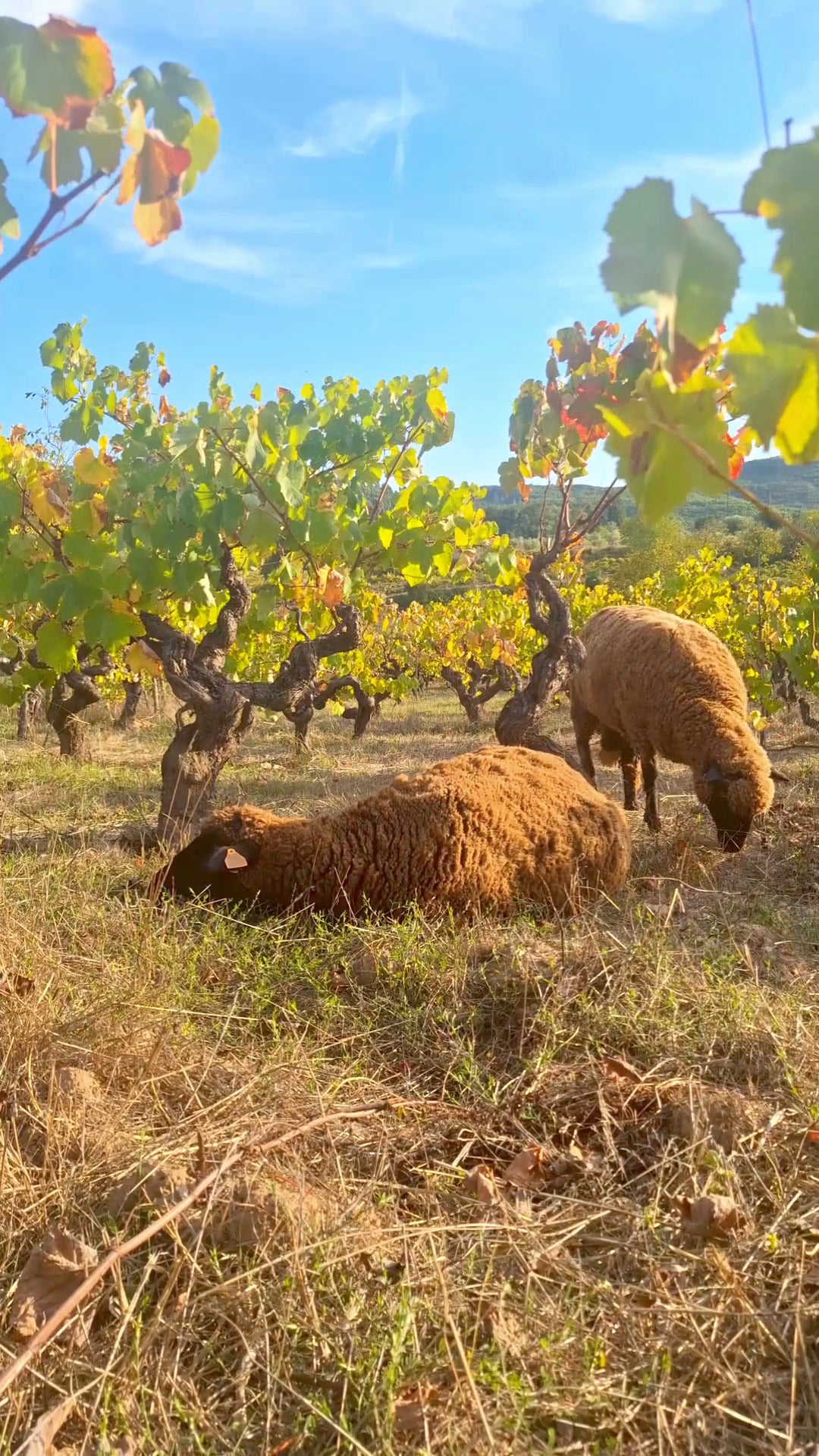 Two sheep grazing and resting among vineyard rows in warm evening light at Casa Navarro Cordeiro